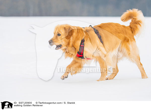 laufender Golden Retriever / walking Golden Retriever / SST-20900