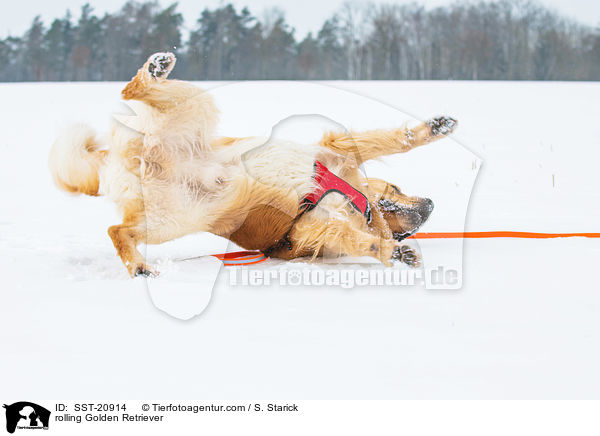 Golden Retriever wlzt sich / rolling Golden Retriever / SST-20914