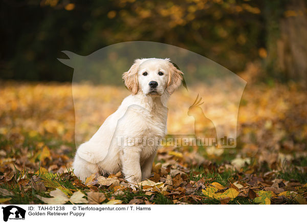 Golden Retriever Welpe / Golden Retriever Puppy / TAH-01238