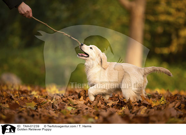 Golden Retriever Welpe / Golden Retriever Puppy / TAH-01239