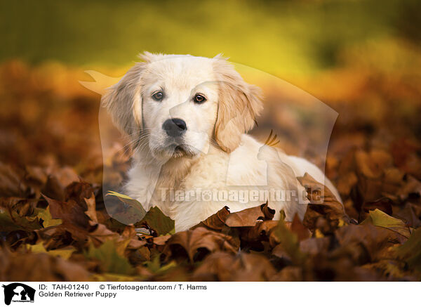 Golden Retriever Welpe / Golden Retriever Puppy / TAH-01240