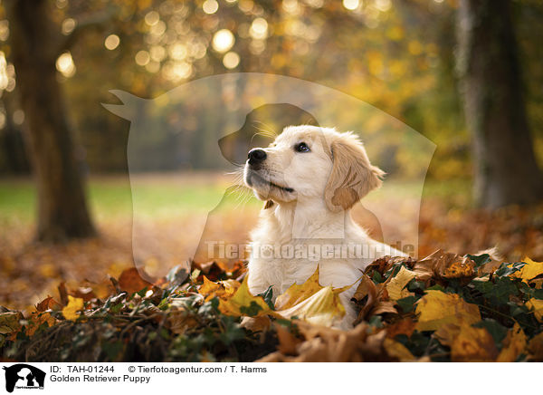 Golden Retriever Welpe / Golden Retriever Puppy / TAH-01244