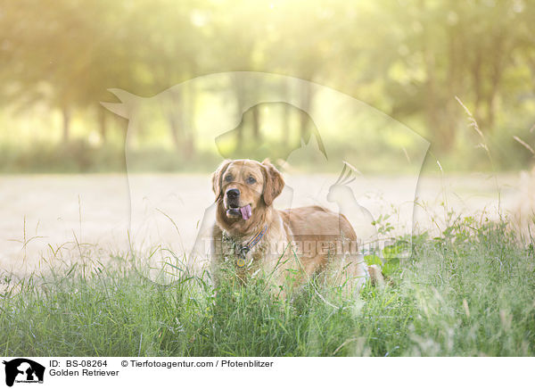 Golden Retriever / Golden Retriever / BS-08264