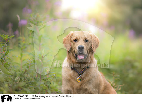Golden Retriever Portrait / Golden Retriever Portrait / BS-08272