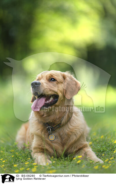 liegender Golden Retriever / lying Golden Retriever / BS-08280