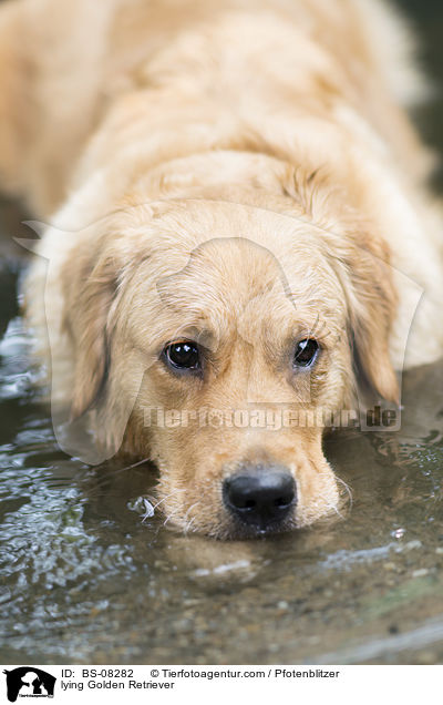 liegender Golden Retriever / lying Golden Retriever / BS-08282