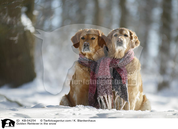 Golden Retriever im Schnee / Golden Retriever in the snow / KB-04254