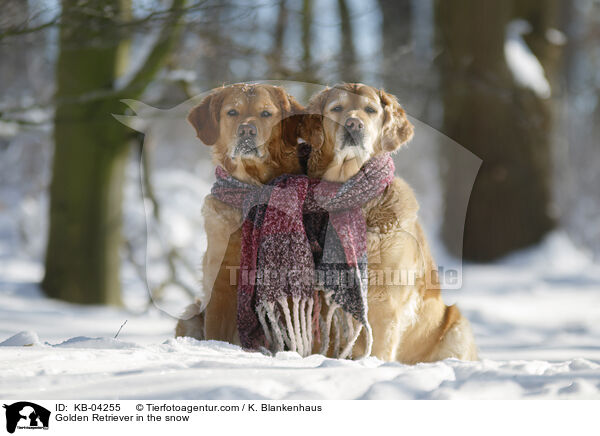 Golden Retriever im Schnee / Golden Retriever in the snow / KB-04255