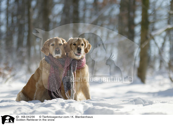 Golden Retriever im Schnee / Golden Retriever in the snow / KB-04256