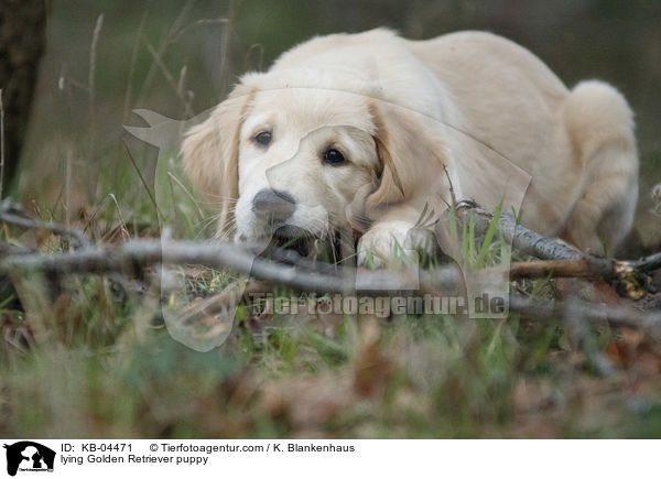 liegender Golden Retriever Welpe / lying Golden Retriever puppy / KB-04471