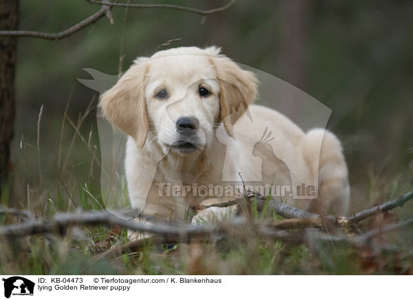 liegender Golden Retriever Welpe / lying Golden Retriever puppy / KB-04473