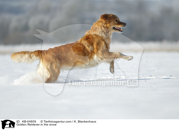 Golden Retriever im Schnee / Golden Retriever in the snow / KB-04609