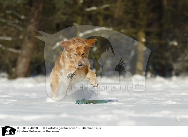 Golden Retriever im Schnee / Golden Retriever in the snow / KB-04618