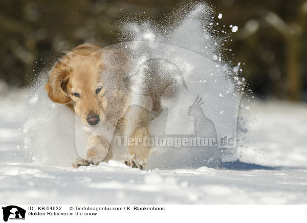 Golden Retriever im Schnee / Golden Retriever in the snow / KB-04632