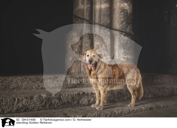 stehender Golden Retriever / standing Golden Retriever / DH-01488
