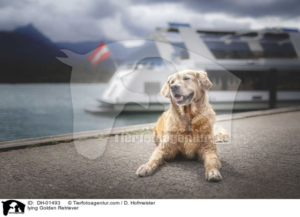liegender Golden Retriever / lying Golden Retriever / DH-01493
