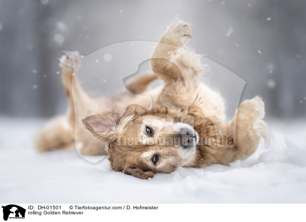 Golden Retriever wlzt sich / rolling Golden Retriever / DH-01501
