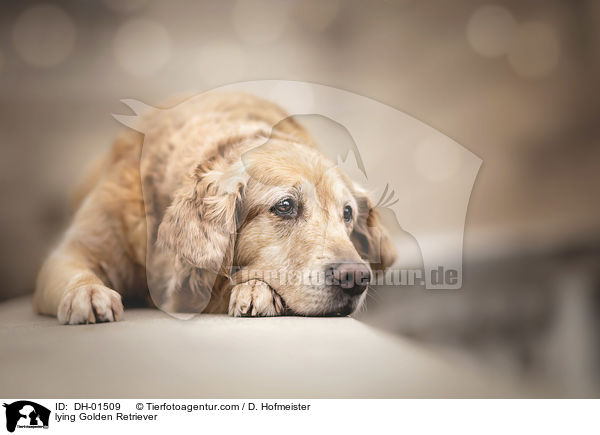 liegender Golden Retriever / lying Golden Retriever / DH-01509