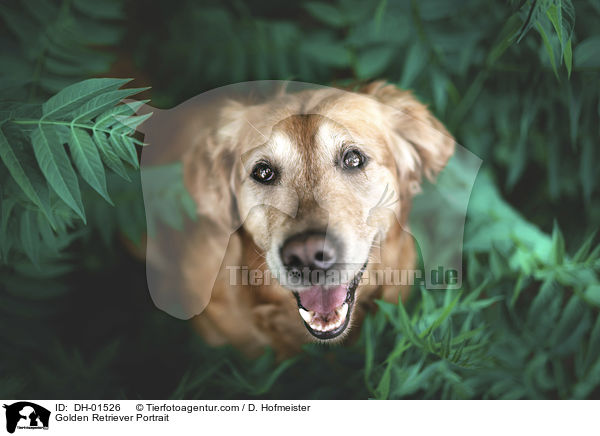 Golden Retriever Portrait / Golden Retriever Portrait / DH-01526