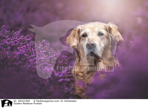 Golden Retriever Portrait / Golden Retriever Portrait / DH-01529