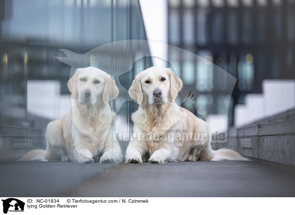 liegender Golden Retriever / lying Golden Retriever / NC-01834