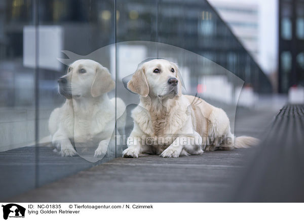 liegender Golden Retriever / lying Golden Retriever / NC-01835