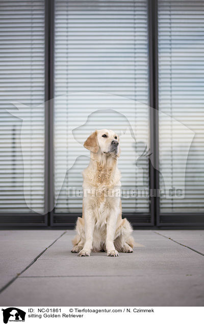 sitzender Golden Retriever / sitting Golden Retriever / NC-01861