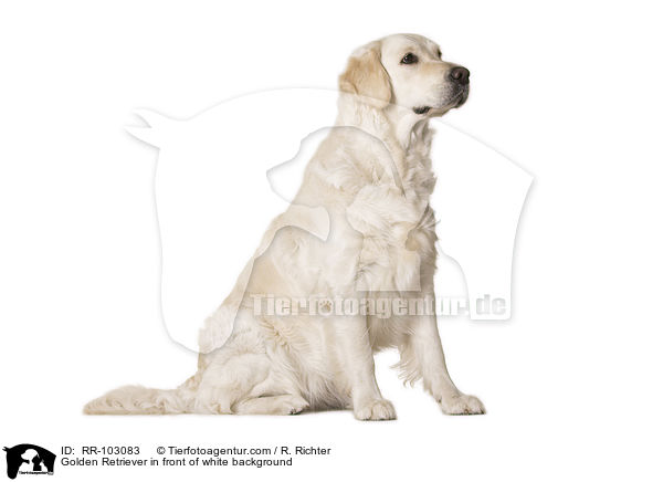 Golden Retriever vor weiem Hintergrund / Golden Retriever in front of white background / RR-103083