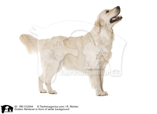 Golden Retriever vor weiem Hintergrund / Golden Retriever in front of white background / RR-103084