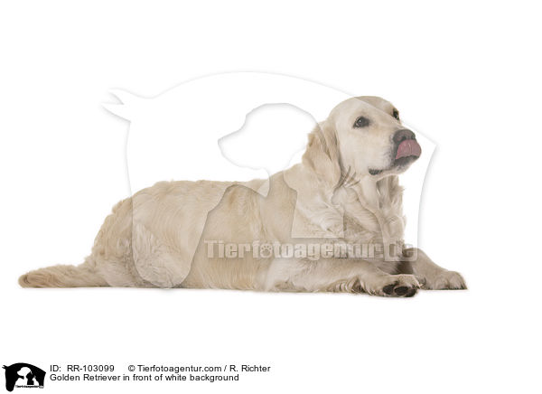 Golden Retriever vor weiem Hintergrund / Golden Retriever in front of white background / RR-103099