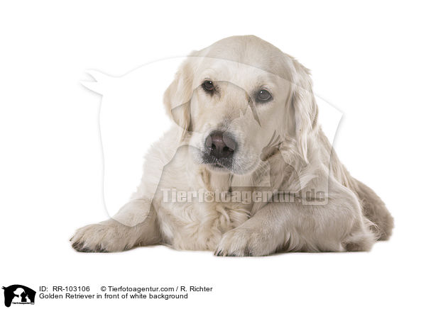 Golden Retriever vor weiem Hintergrund / Golden Retriever in front of white background / RR-103106