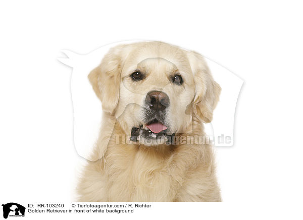 Golden Retriever vor weiem Hintergrund / Golden Retriever in front of white background / RR-103240
