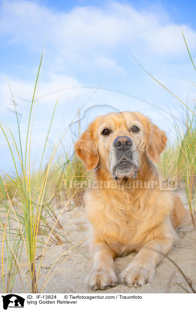 liegender Golden Retriever / lying Golden Retriever / IF-13824