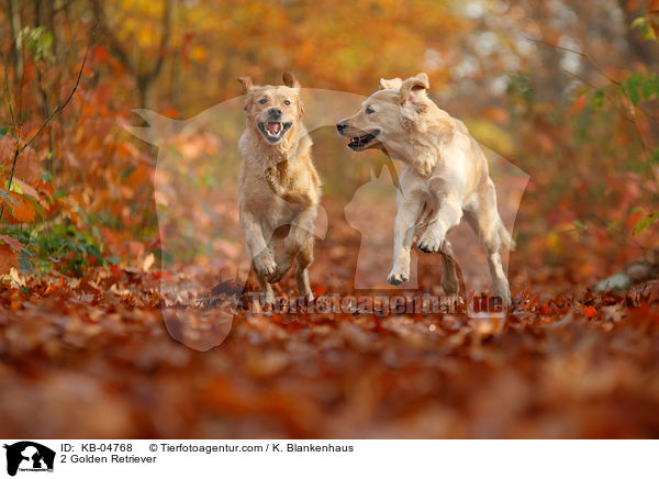 2 Golden Retriever / 2 Golden Retriever / KB-04768