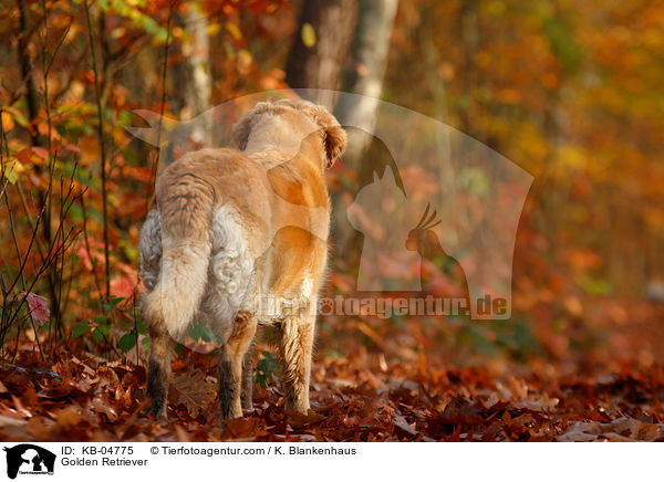 Golden Retriever / Golden Retriever / KB-04775