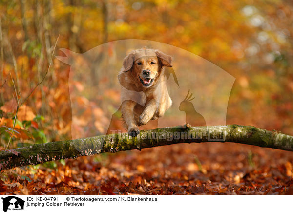 springender Golden Retriever / jumping Golden Retriever / KB-04791