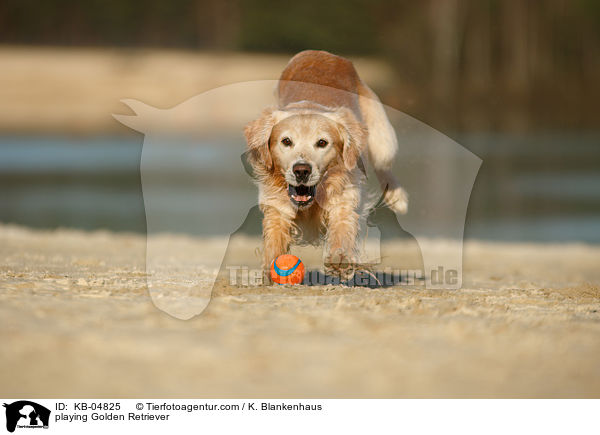 spielender Golden Retriever / playing Golden Retriever / KB-04825