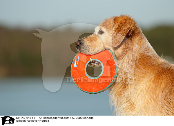 Golden Retriever Portrait / Golden Retriever Portrait / KB-04841