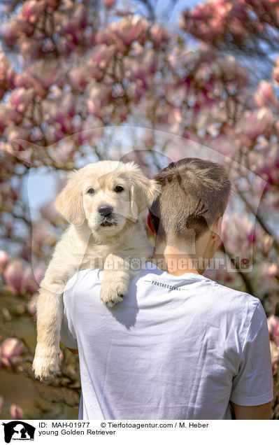 junger Golden Retriever / young Golden Retriever / MAH-01977