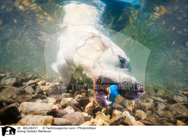 tauchender Golden Retriever / diving Golden Retriever / BS-08431