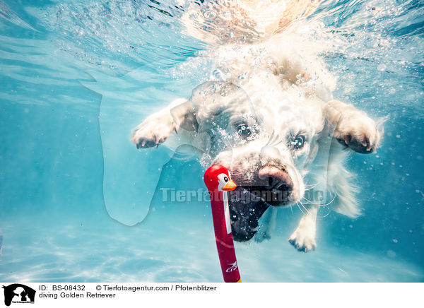 tauchender Golden Retriever / diving Golden Retriever / BS-08432