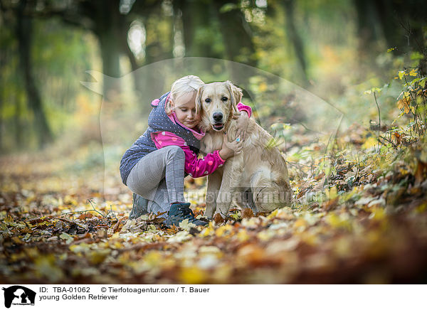 junger Golden Retriever / young Golden Retriever / TBA-01062