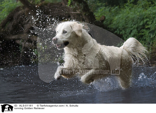 rennender Golden Retriever / running Golden Retriever / ALS-01161