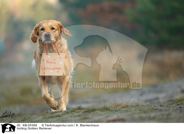 trabender Golden Retriever / trotting Golden Retriever / KB-05368