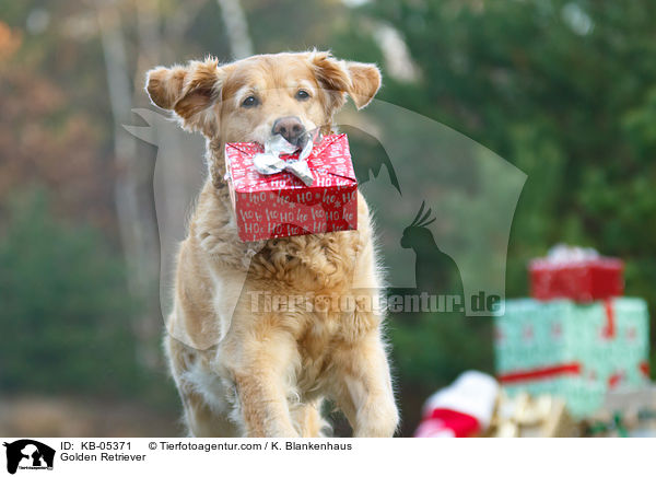Golden Retriever / Golden Retriever / KB-05371