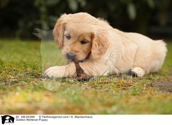 Golden Retriever Welpe / Golden Retriever Puppy / KB-05388