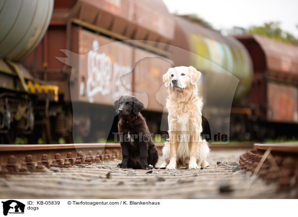 Hunde / dogs / KB-05839