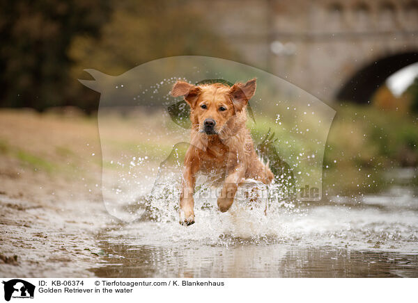 Golden Retriever im Wasser / Golden Retriever in the water / KB-06374