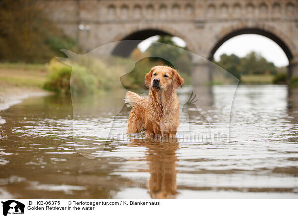 Golden Retriever im Wasser / Golden Retriever in the water / KB-06375