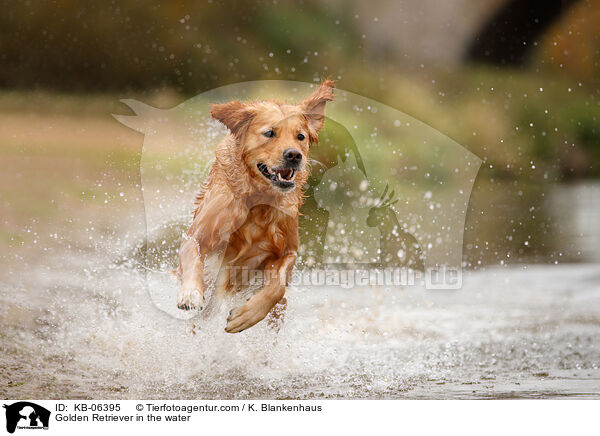 Golden Retriever im Wasser / Golden Retriever in the water / KB-06395